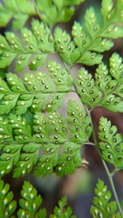 Arachniodes quadripinnata