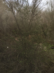 Leptospermum scoparium