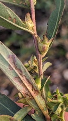 Ludwigia sphaerocarpa