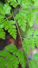 Arachniodes quadripinnata