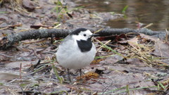 Motacilla alba
