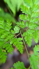 Arachniodes quadripinnata