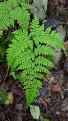 Arachniodes quadripinnata