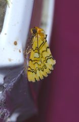 Chrysoecia dela
