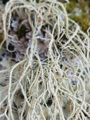 Usnea halei