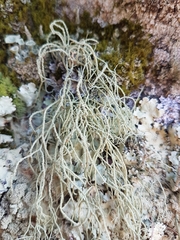 Usnea halei