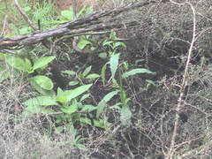 Erechtites hieraciifolius