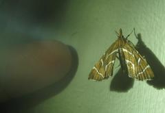 Panotima angularis