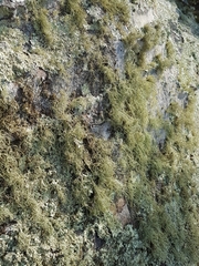 Usnea halei