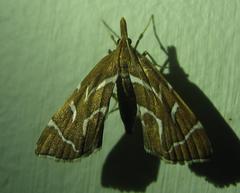 Panotima angularis