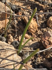 Leucocoryne coquimbensis