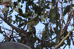 Acanthiza reguloides