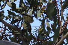 Acanthiza reguloides