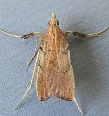 Paragalasa exospinalis