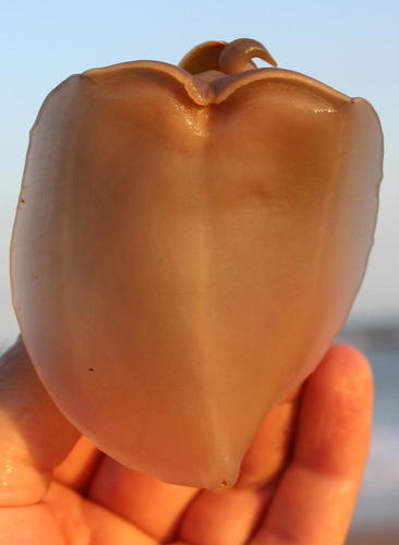 Bullia natalensis
