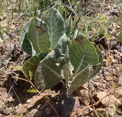 Asclepias nummularia