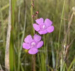 Agalinis aphylla