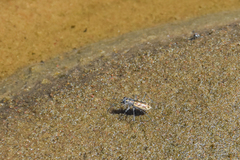 Ellipsoptera cuprascens