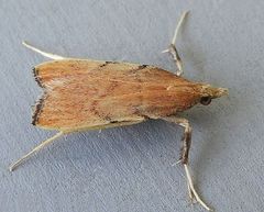 Paragalasa exospinalis