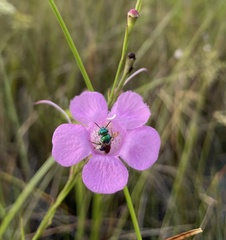 Agalinis linifolia