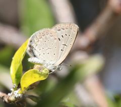 Zizeeria knysna knysna