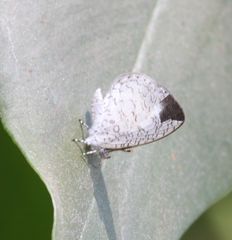 Spalgis lemolea lemolea