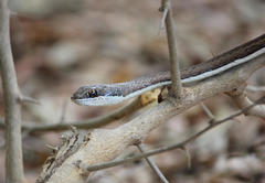 Psammophis subtaeniatus