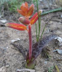Lachenalia bulbifera