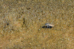 Ellipsoptera cuprascens