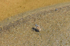 Ellipsoptera cuprascens