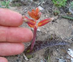 Lachenalia bulbifera