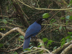 Cyanocorax caeruleus