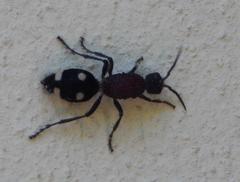 Dolichomutilla minor minor