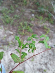 Microstachys corniculata