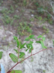 Microstachys corniculata