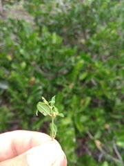 Microstachys corniculata
