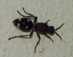 Dolichomutilla minor minor