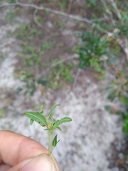 Microstachys corniculata