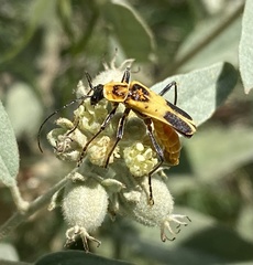 Chauliognathus omissus