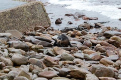 Arctocephalus tropicalis