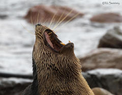 Arctocephalus tropicalis