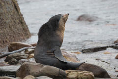 Arctocephalus tropicalis