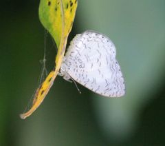 Spalgis lemolea lemolea