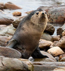 Arctocephalus tropicalis