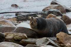 Arctocephalus tropicalis