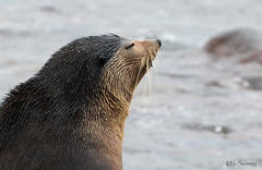 Arctocephalus tropicalis