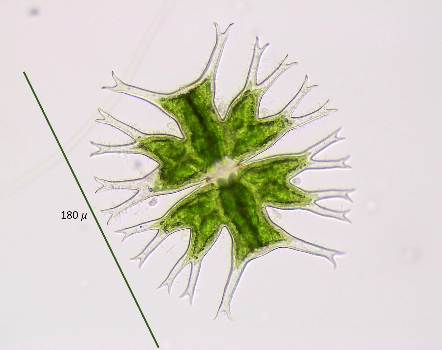 Micrasterias furcata