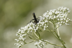 Eremnophila aureonotata