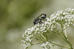 Eremnophila aureonotata