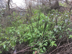 Senecio bipinnatisectus
